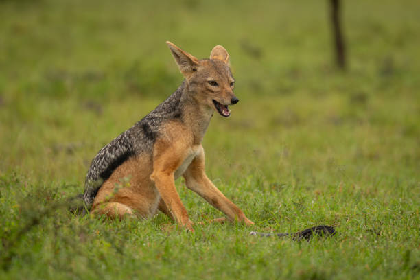 istock Black-backed jackal sits on grass opening mouth 2165972368