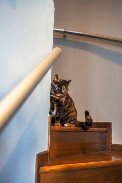 istock a cat sitting on the stairs 2165972760