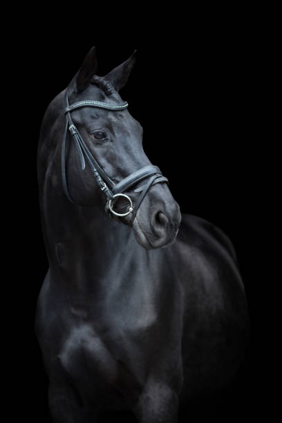 istock Horse portrait in bridle 2165972889