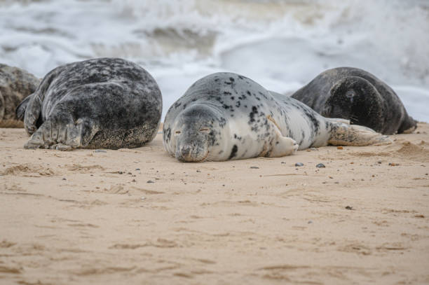 istock Common seal pup, Phocina vitulina, resting on sand beach, UK 2165974185