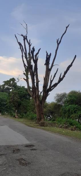 istock Trunks of dried dead trees with branches 2165974239