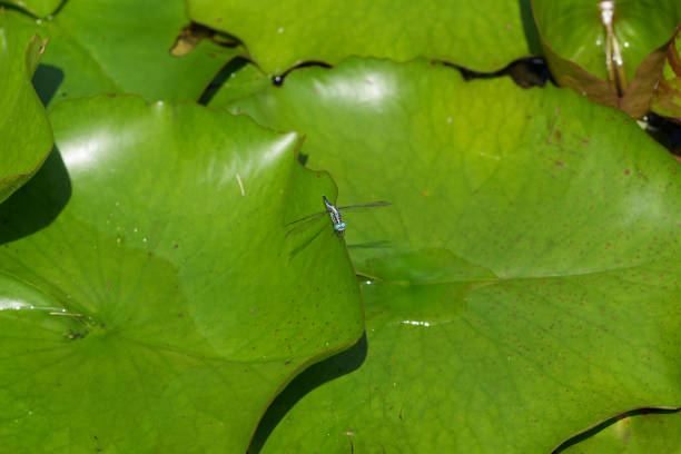 lotus leaf and dragonfly