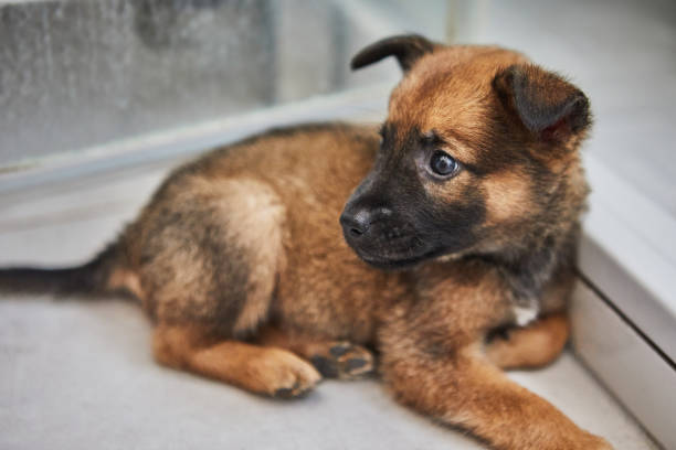 istock Adorable Brown Puppy Sitting Indoors 2165979657