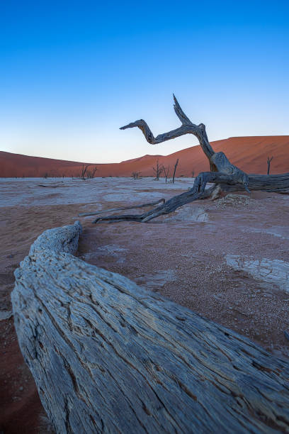 istock Petrified tree and branch in Deadvlei 2165979956