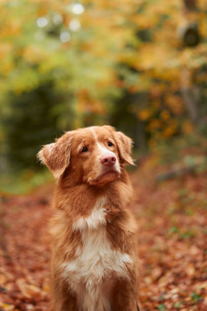 istock Nova Scotia Duck Tolling Retriever in Autumn Forest 2165981773