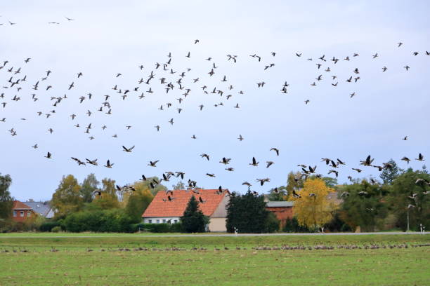 istock Geese resting at a rural field in autumn 2165984462