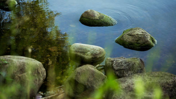 istock The rocks on the lake shore are covered with algae 2165984541
