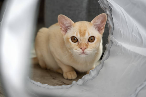 Burmese cat in a cat tunnel. Cat and accessories for cat leisure.