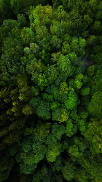 istock Forest in the belgian ardennes 2165986723