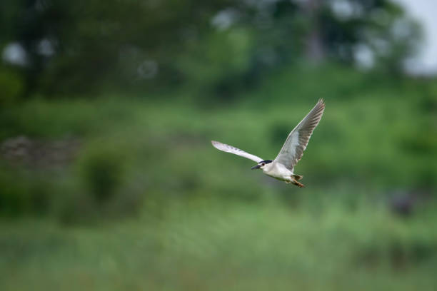 istock Black Crowned night heron Flying 2165990527