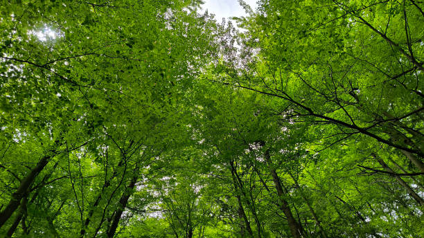 istock forest in the spring with green trees 2165991954