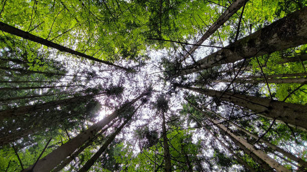 istock forest in the spring with green trees 2165991964