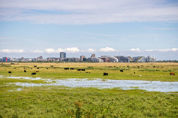 Cattle grazing in front of Ørestad, which is a new and modern suburb close to the center of Copenhagen and situatred in a flat landscape which is part of an area which are reclaimed from the sea. The area is named Kalvebod Commons and are situated 20 minutes from the center of Copenhagen and are used for grazing cattle and as a public park