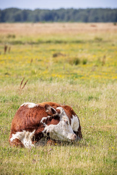 istock Resting cow surrounded by insects 2165994547