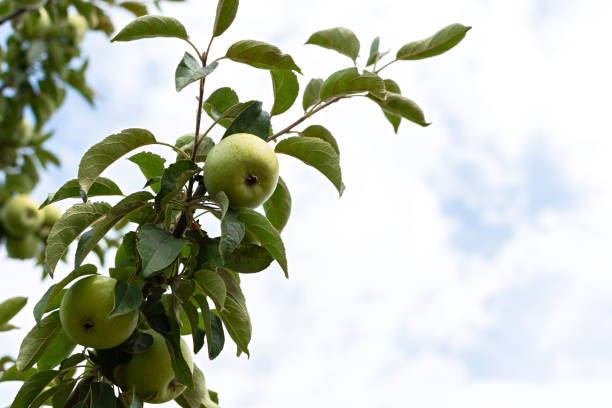 istock Green apples garden close-up. 2165995457