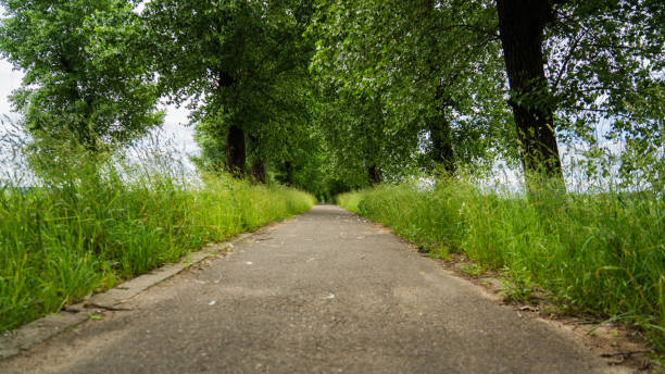 istock An asphalt footpath stretching into the distance, along tall, dense trees 2165995769