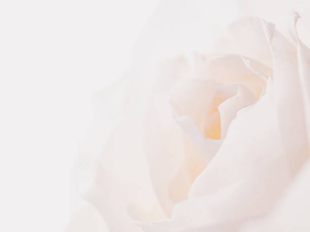 istock White rose close up on white background. 2165996114