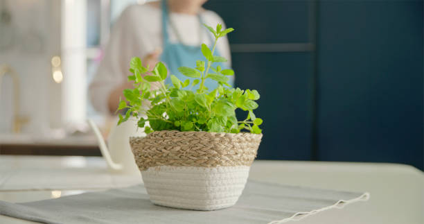 istock Origanum majorana on table 2166000487
