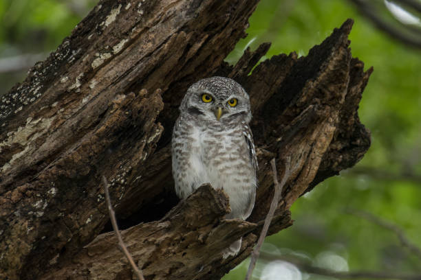 istock A cute Spotted Owlet in front of a tree cavity 2166001019