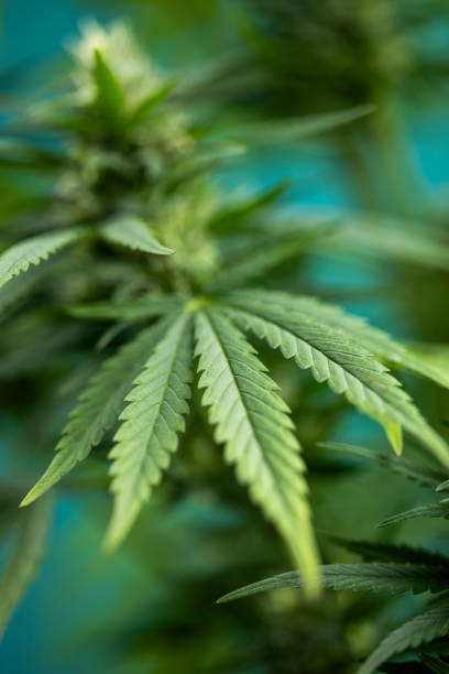 istock Marijuana plant, medical marijuana concept 2166001700