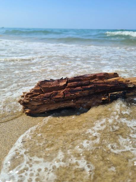 istock Wood on the beach 2166003251
