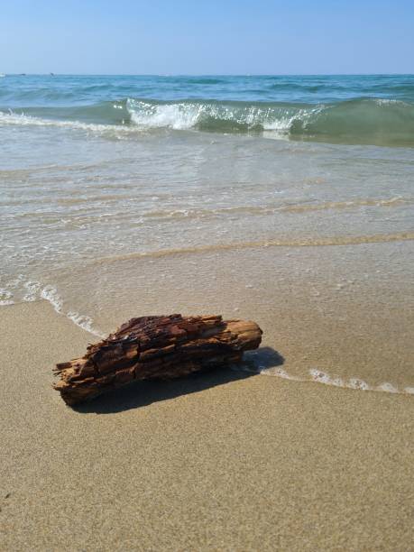 istock Wood on the beach 2166003270
