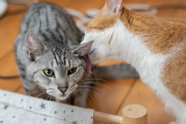 istock Two cats grooming themselves 2166003970