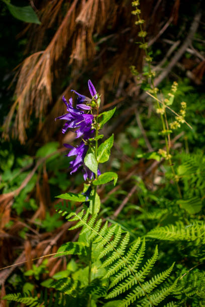 Campanula rapunculoides, also known as creeping bellflower, with its purple blooms, growing in the Himalayan meadows of Himachal Pradesh, India.