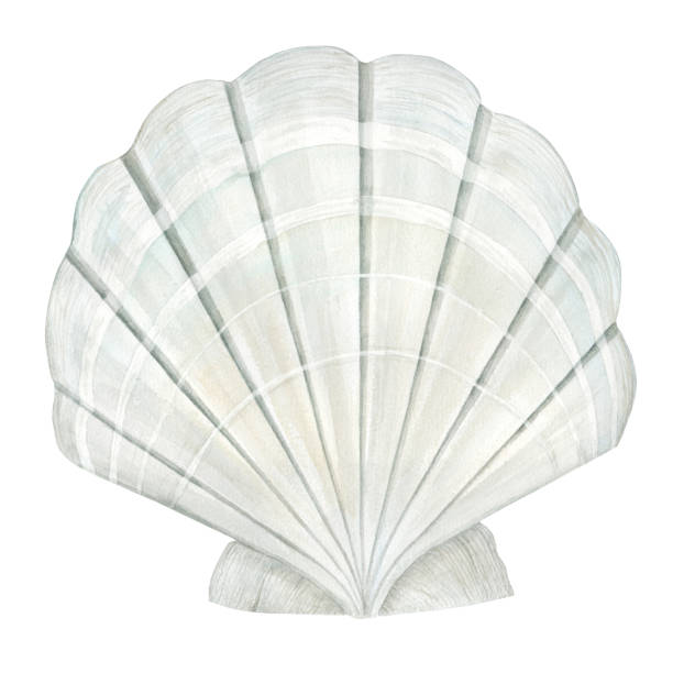 istock Sea Shell Scallop. Isolated drawing on white background. Watercolor illustration in pastel colors. The drawing is hand drawn. Suitable for cards, invitations and textiles. 2166007021