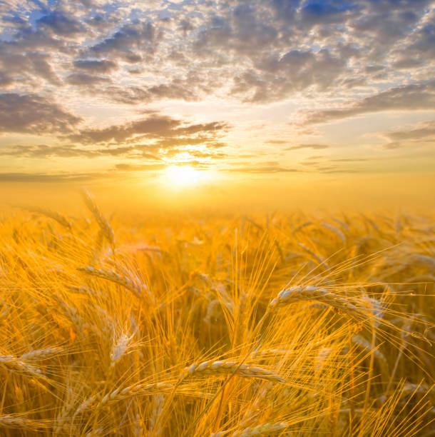 istock summer golden wheat field at the sunset 2166010259