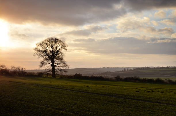 istock Tree in the field. Countryside view. 2166010588
