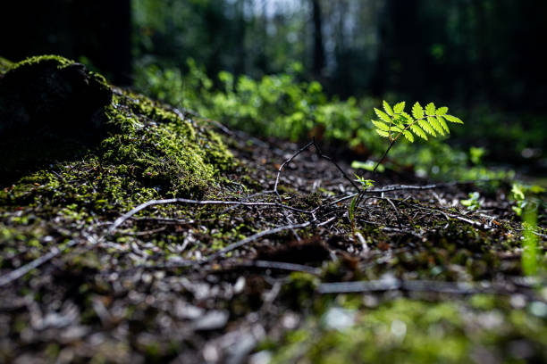 istock Close-up of green growing leaf with forest as background. Selective focus. 2166011714