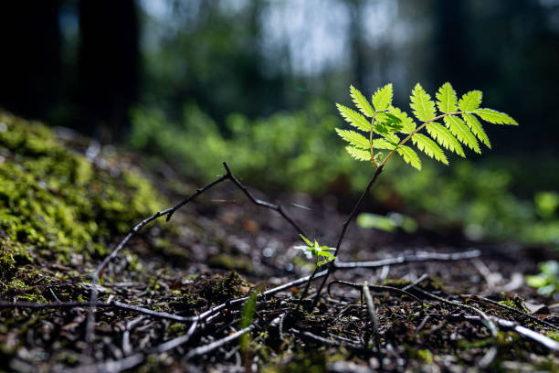 istock Close-up of green growing leaf with forest as background. Selective focus. 2166011743