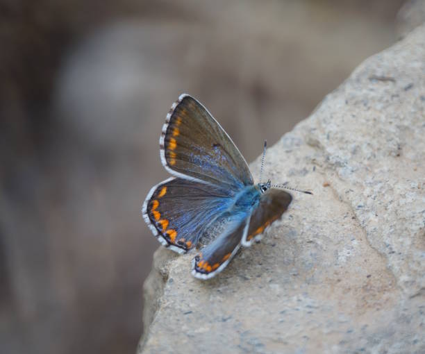 istock A beautiful pigeon butterfly sits on a stone. Brown. 2166013002