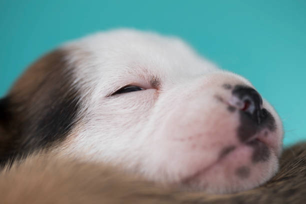 Cute white terrier looking at camera