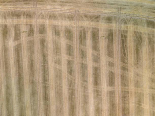 istock Harvested wheat field creating lines and texture from above 2166016029