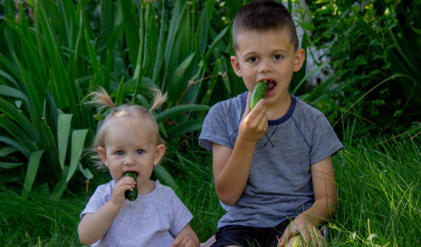 istock children eat freshly picked cucumbers. Selective focus 2166016051
