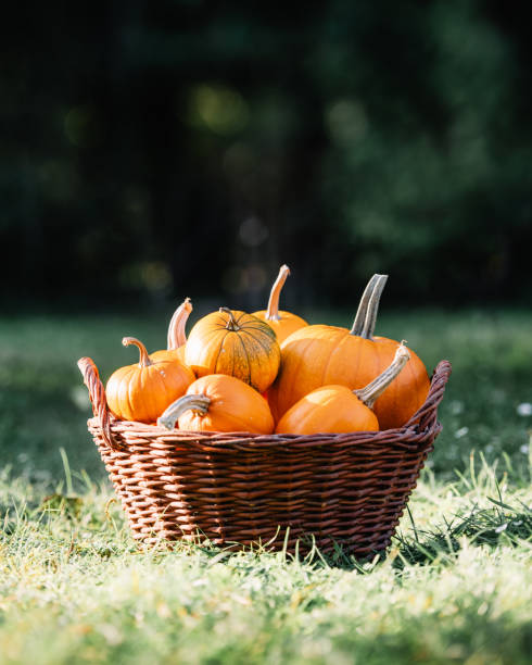 istock Different kind of pumpkins in garden grass 2166018186