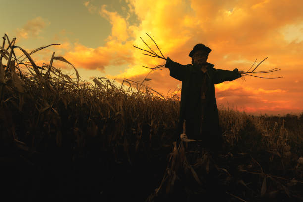 halloween background with terrifying scarecrow in a corn field
