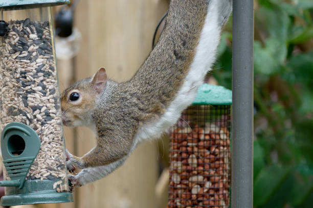 A grey squirrel, sciurus carolinensis, stealing food from a bird feeder in a garden.