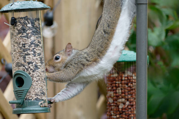 istock A Grey Squirrel, sciurus carolinensis, Stealing Food From A Bird Feeder In A Garden 2166019936