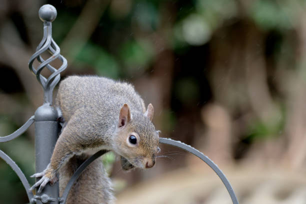 Close up of a grey squirrel sitting on a wooden fence, UK.