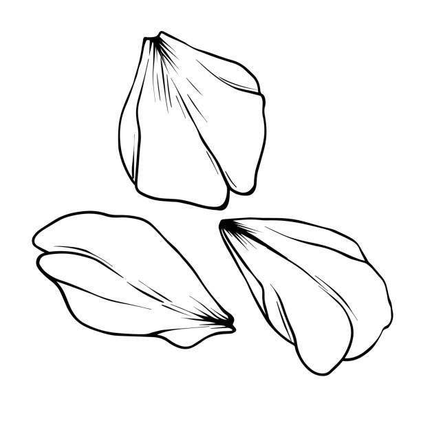 Petals Flowers Vector illustration black line art. Hand Drawn black line Flower Buds and Petals of Cherry Blossoms. Floral Japanese botanical illustration on Isolated. Sketch outline art illustration Petals Flowers Vector illustration black line art. Hand Drawn black line Flower Buds and Petals of Cherry Blossoms. Floral Japanese botanical illustration on Isolated. Sketch outline art illustration. sequence dress stock illustrations