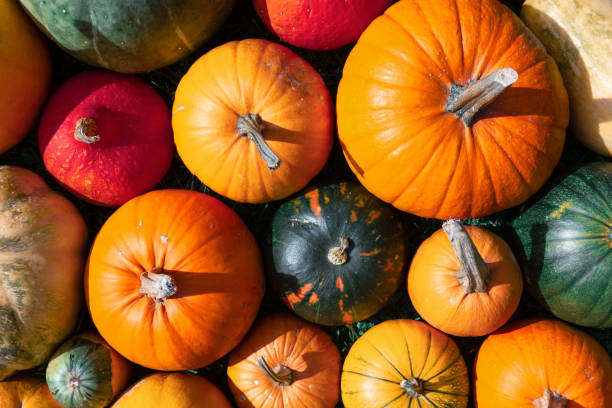 istock Different kind of pumpkins closeup 2166020477