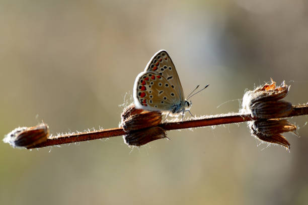Butterflies on wildflowers in summer, Dolomites
