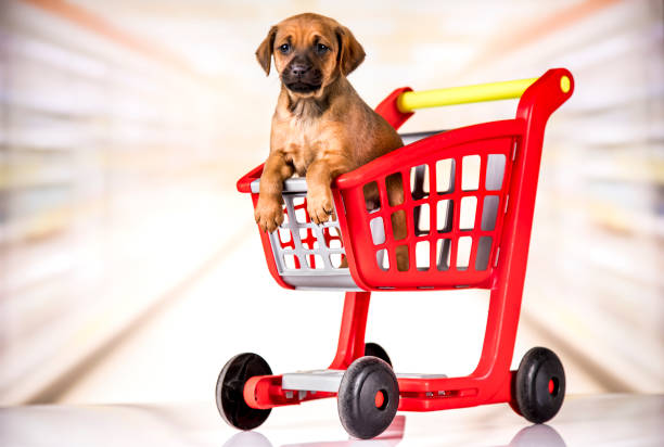 istock A dog in a shopping cart 2166023669