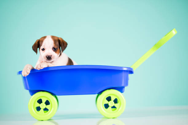 Portrait of the puppy dog