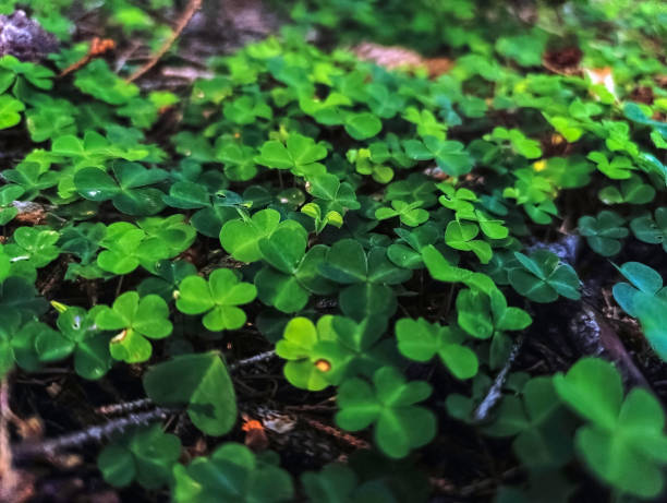 Little girl with clover leaf.