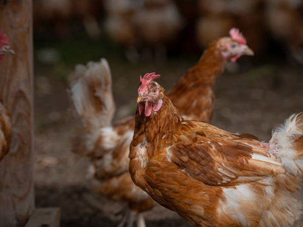 istock Chicken closeup. Hen close up. 2166026446