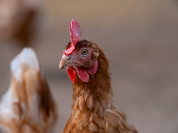 istock Chicken closeup. Hen close up. 2166026493